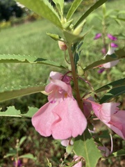Impatiens balsamina