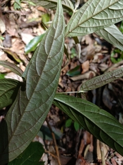 Achyranthes splendens rotundata