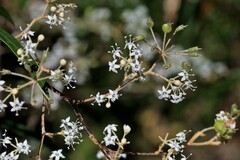 Astrotricha longifolia