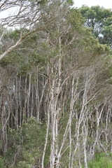 Melaleuca ericifolia