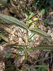 Achyranthes splendens rotundata