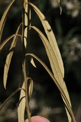 Astrotricha longifolia