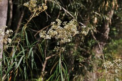 Astrotricha longifolia