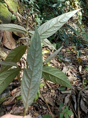 Achyranthes splendens rotundata