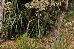Astrotricha longifolia