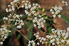 Astrotricha longifolia
