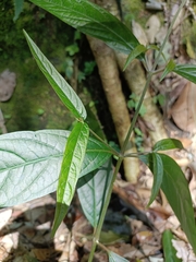 Achyranthes splendens rotundata