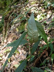 Achyranthes splendens rotundata