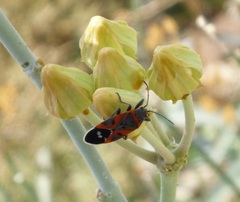Lygaeus kalmii