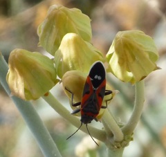 Lygaeus kalmii