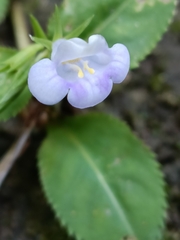 Bonnaya ruelloides