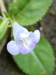 Bonnaya ruelloides