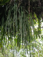 Haplopteris elongata