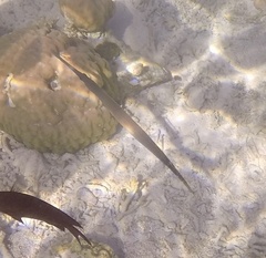 Aulostomus chinensis