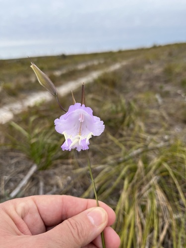 Image of Gladiolus bullatus by (c) Charleen Brunke, some rights reserved (CC BY)