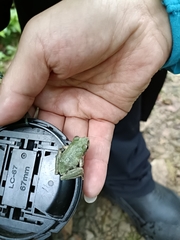 Kurixalus eiffingeri