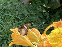 Hypolimnas misippus
