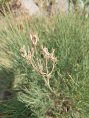 Lomatium graveolens