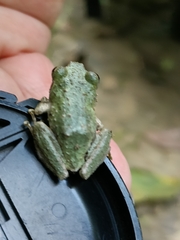 Kurixalus eiffingeri