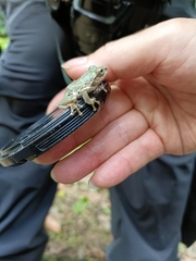 Kurixalus eiffingeri