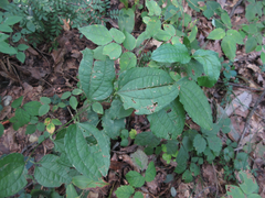 Smilax riparia