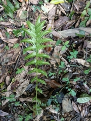 Pseudocyclosorus esquirolii