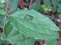 Smilax riparia