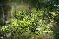 Podocarpus spinulosus