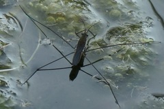 Aquarius paludum paludum