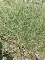 Lomatium graveolens
