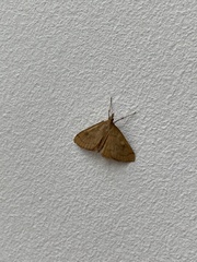 Mnesictena flavidalis