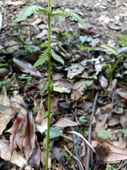 Pseudocyclosorus esquirolii