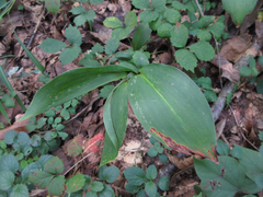 Convallaria keiskei