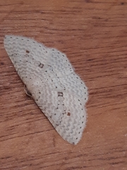 Epicyme rubropunctaria