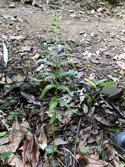 Pseudocyclosorus esquirolii