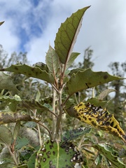 Olearia arborescens