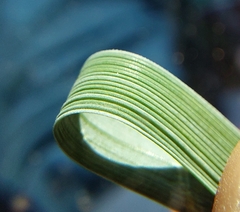 Elymus athericus