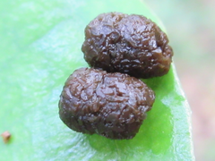 Kaniska canace
