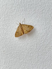 Mnesictena flavidalis