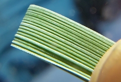 Elymus athericus