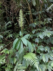 Habenaria pantlingiana