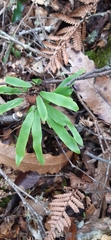 Lygodium articulatum