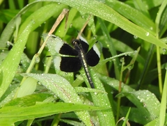 Neurothemis tullia