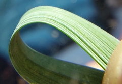 Elymus athericus