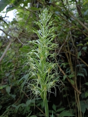 Habenaria pantlingiana