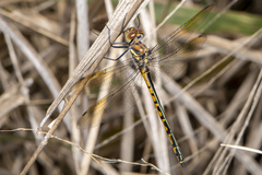 Hemicordulia australiae