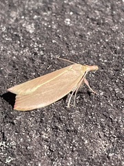Wingia rectiorella