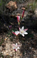 Hesperantha cucullata