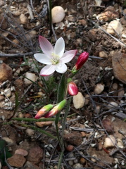 Hesperantha cucullata