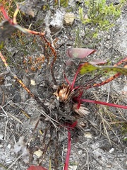 Protea cordata